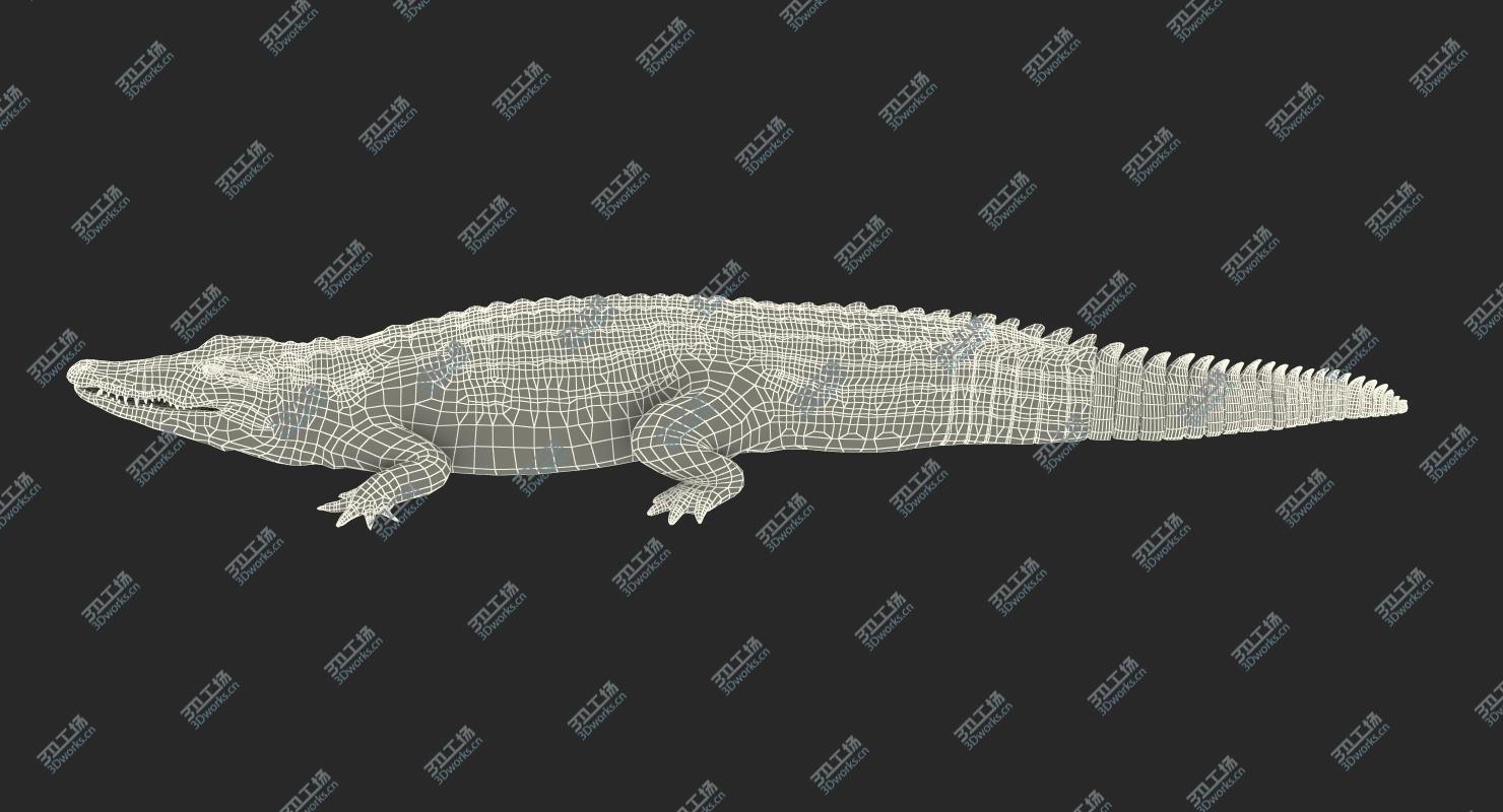 images/goods_img/202104092/Crocodile Walking/4.jpg